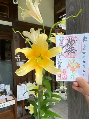 妙蓮寺の御朱印