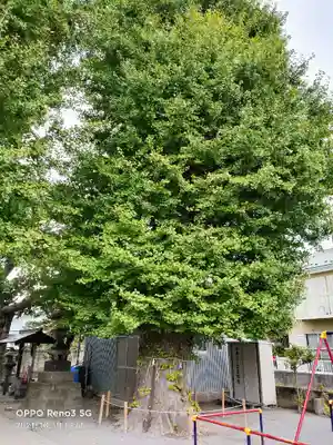 春日神社（下妙典）の自然