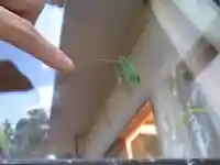 屋久島大社の動物