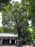 駒込天祖神社の自然