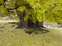 銀杏三寶大荒神(長野県)