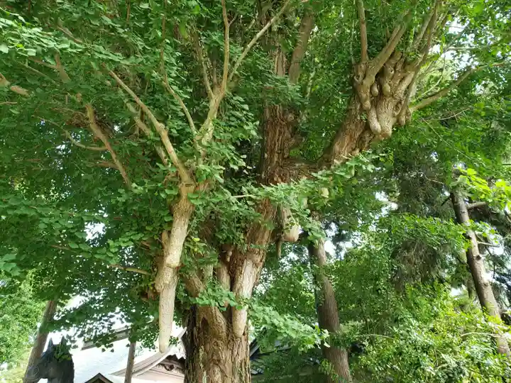 大木白山社の自然