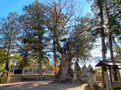 中尾神社の自然
