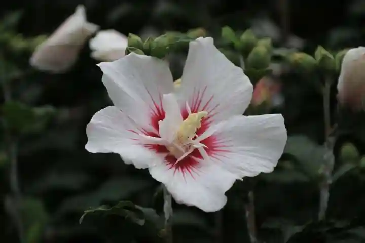 田村神社の自然