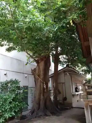 猿田彦神社の自然