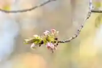 磐椅神社(福島県)