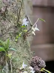 須山浅間神社(静岡県)