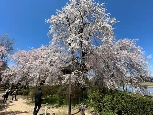 安養寺の{uncategorized: "未分類", other: "その他", undefined: "問題あり", building: "その他建物", grave: "お墓", sacred_gate: "鳥居", guardian: "狛犬", statue: "像", buddha: "仏像", history: "歴史", nature: "自然", garden: "庭園", animal: "動物", pagoda: "塔", temizu: "手水舎", mountain_gate: "山門・神門", sanctuary: "本殿・本堂", subordinate: "末社・摂社", art: "芸術", scenery: "景色", jizo: "地蔵", ema: "絵馬", goshuin: "御朱印", omikuji: "おみくじ", items: "授与品その他", amulet: "お守り", goshuincho: "御朱印帳", eats: "食事", festival: "お祭り", votive_dance: "神楽", shichigosan: "七五三参", wedding: "結婚式", experience: "体験その他", initially: "初詣", around: "周辺", anti_infection: "感染症対策"}
