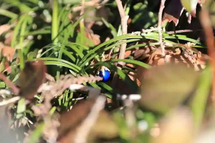 多賀神社の自然