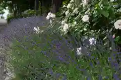 宝光寺の庭園