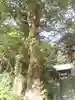 山の根熊野神社の自然