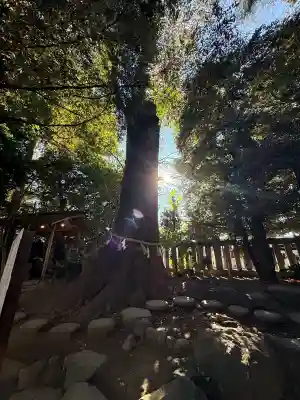 川越氷川神社(埼玉県)