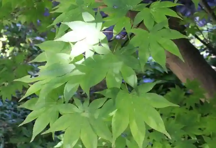 観音寺(山崎聖天)の自然