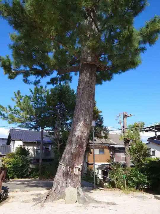 阿須利神社の自然