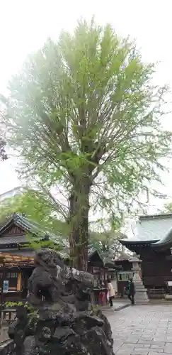 菊田神社の狛犬