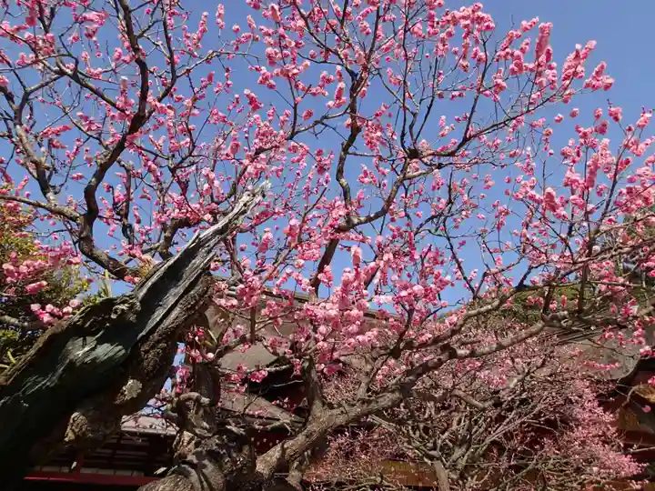 太宰府天満宮の自然