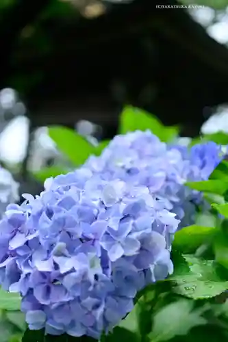 妙楽寺(神奈川県)