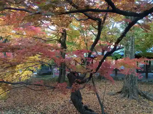 東福禅寺（東福寺）の自然
