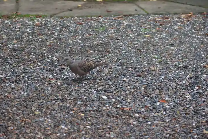 阿邪訶根神社の自然
