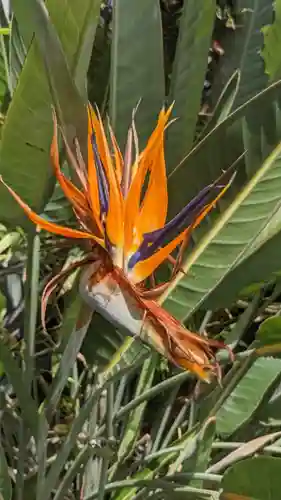 覚王山 日泰寺の自然