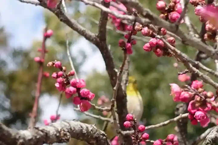 北野天満宮の自然