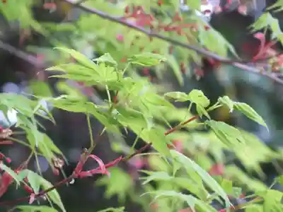 立志神社の自然