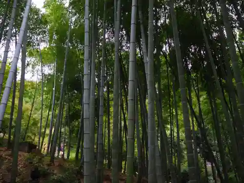 高台寺（高台寿聖禅寺・高臺寺）の自然