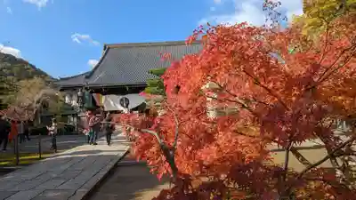 光明寺（粟生光明寺）(京都府)