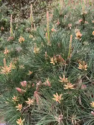 諏訪神社(神奈川県)