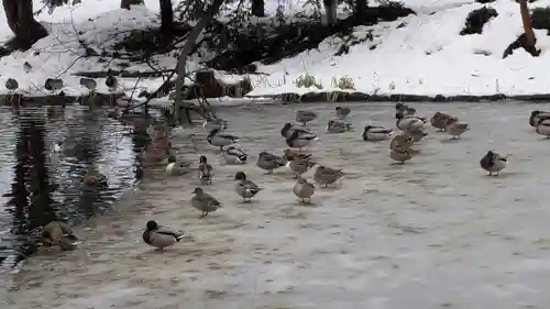 永山神社の動物
