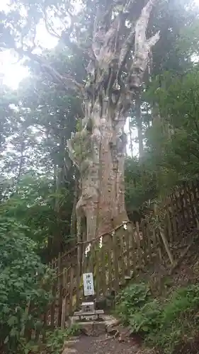 玉置神社の自然