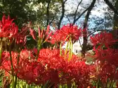 厳嶋神社の自然