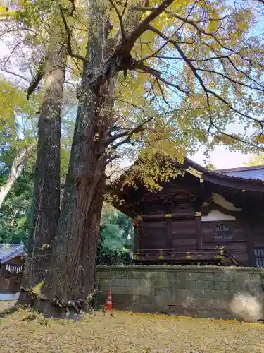 玉敷神社(埼玉県)