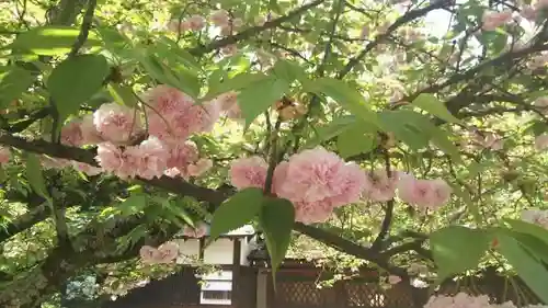 平野神社の自然