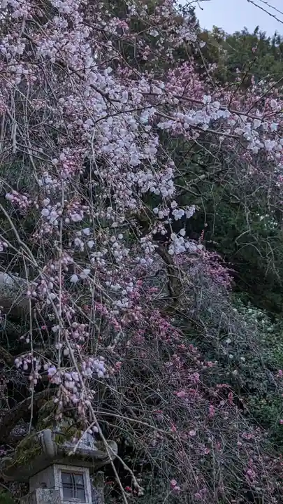 大豊神社の自然