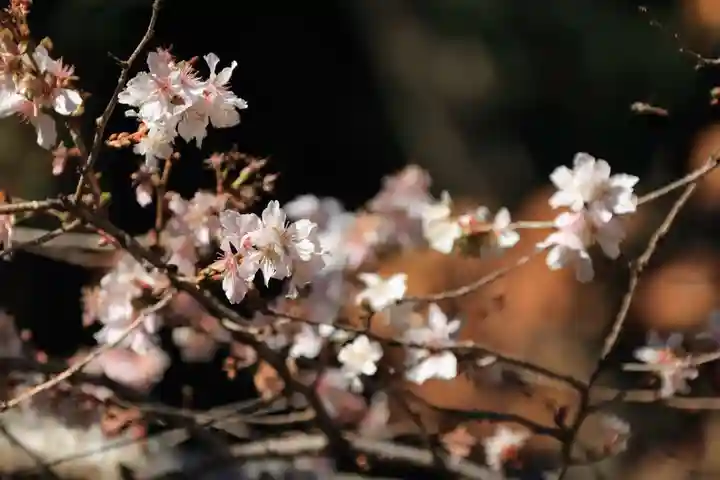 鹿島大神宮の自然