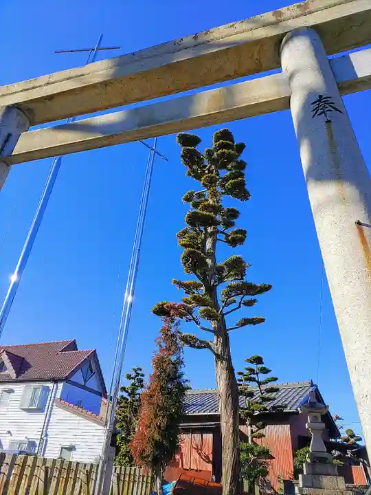 八幡社(平中八幡社)の自然