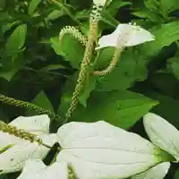 牛嶋天満宮の自然