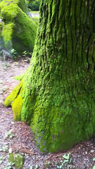観音寺(寺山観音)の自然