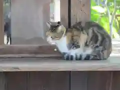 大江神社の動物