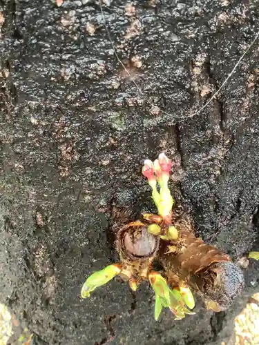 三輪神社の自然