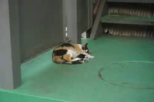 勝淵神社の動物