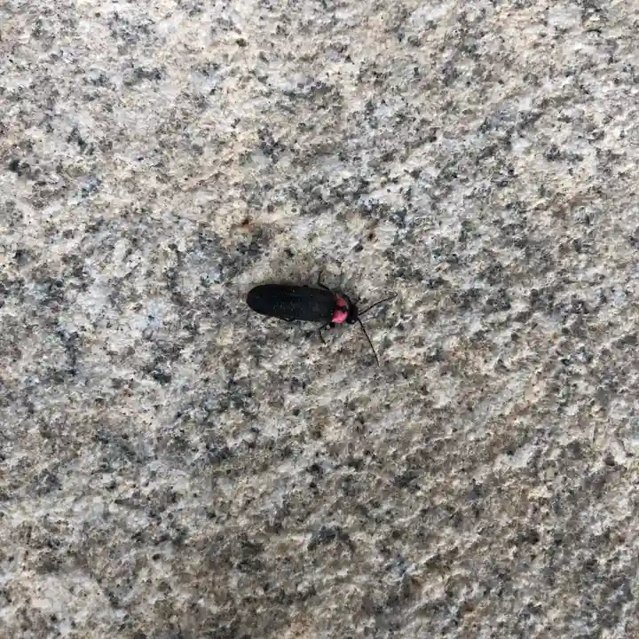 公智神社(兵庫県)