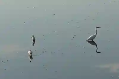 耳成山口神社の動物