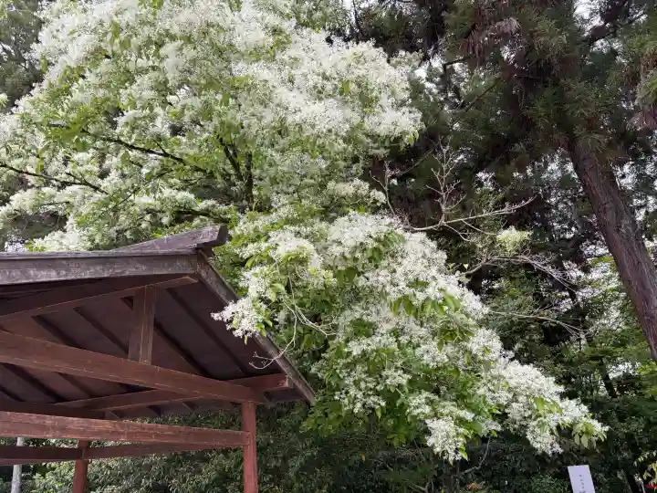賀茂別雷神社(上賀茂神社)の{uncategorized: "未分類", other: "その他", undefined: "問題あり", building: "その他建物", grave: "お墓", sacred_gate: "鳥居", guardian: "狛犬", statue: "像", buddha: "仏像", history: "歴史", nature: "自然", garden: "庭園", animal: "動物", pagoda: "塔", temizu: "手水舎", mountain_gate: "山門・神門", sanctuary: "本殿・本堂", subordinate: "末社・摂社", art: "芸術", scenery: "景色", jizo: "地蔵", ema: "絵馬", goshuin: "御朱印", omikuji: "おみくじ", items: "授与品その他", amulet: "お守り", goshuincho: "御朱印帳", eats: "食事", festival: "お祭り", votive_dance: "神楽", shichigosan: "七五三参", wedding: "結婚式", experience: "体験その他", initially: "初詣", around: "周辺", anti_infection: "感染症対策"}