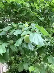 富部神社の自然