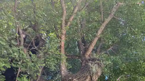 飛木稲荷神社の自然
