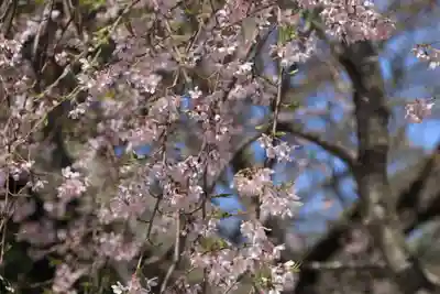 大山祇神社の自然