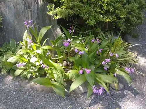阿佐ヶ谷神明宮の自然