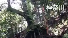 大山阿夫利神社本社の自然